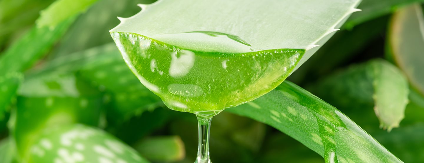 Aloe vera gél – a szépségápolás sokoldalú csodaszere