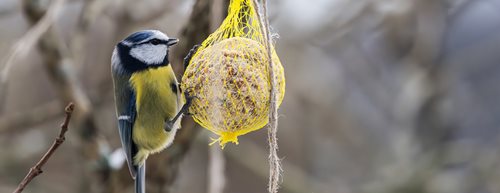 Madáretetés: így csináld helyesen a szakértő szerint