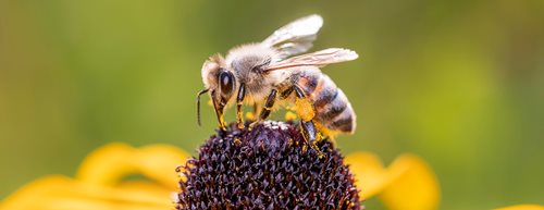 Rovarok pusztulása: Ez a 10 tipp segít a méheknek és társaiknak