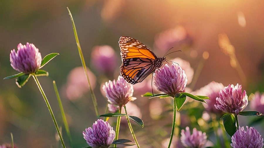 active beauty - A szépség, divat és életmód női magazinja