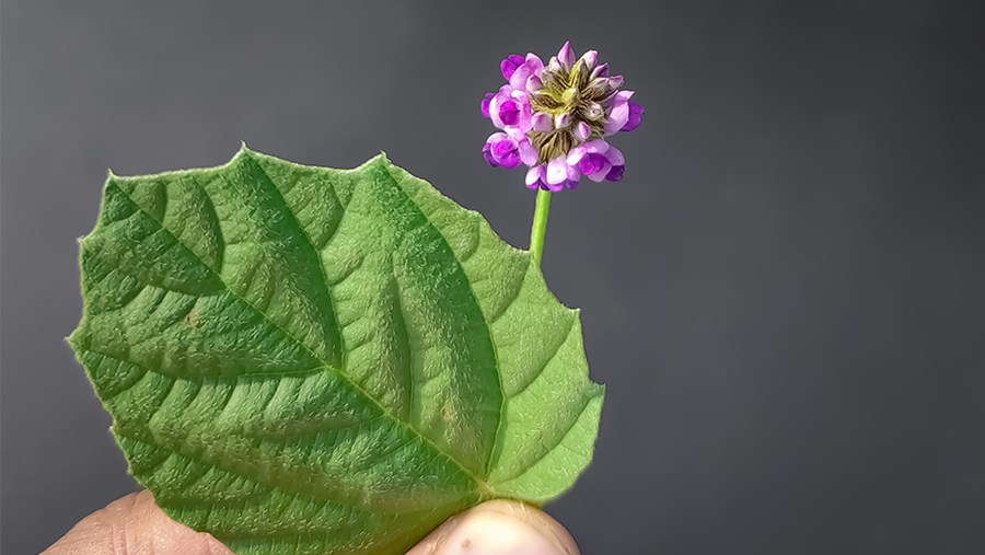 Ismerd meg a retinol növényi alternatíváját, a bakuchiolt, ami segít a ráncok megelőzésében!